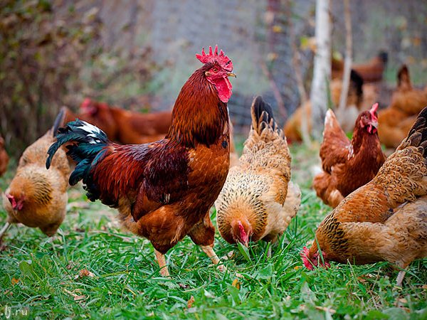 Породы куриц | ЗооТом - продажа, вязка и услуги для животных в Химках