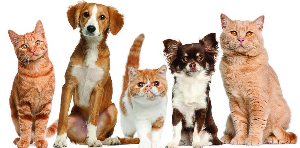 Доска объявлений о животных | ЗооТом - продажа, вязка и услуги для животных в Химках