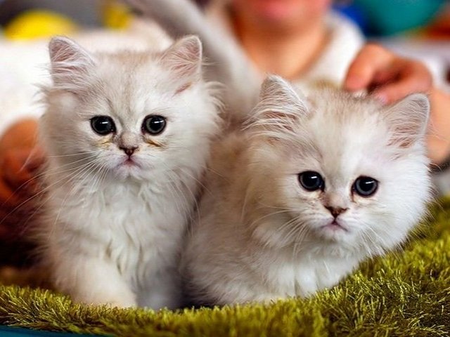 Породы кошек в Химках | ЗооТом портал о животных