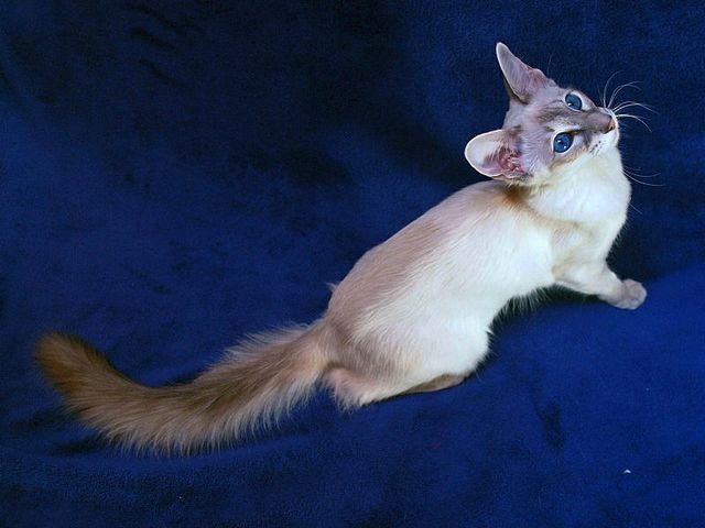 Выведенные породы кошек в Химках | ЗооТом портал о животных