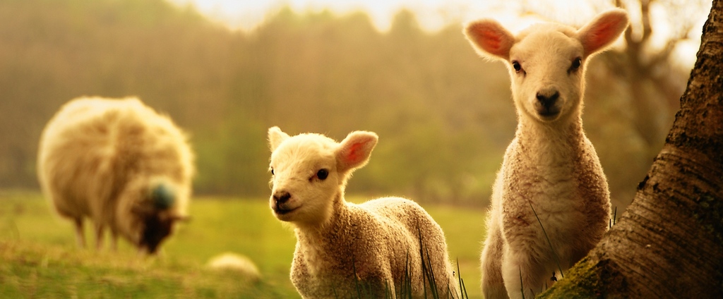 Объявления о сельскохозяйственных животных | ЗооТом - продажа, вязка и услуги для животных в Химках