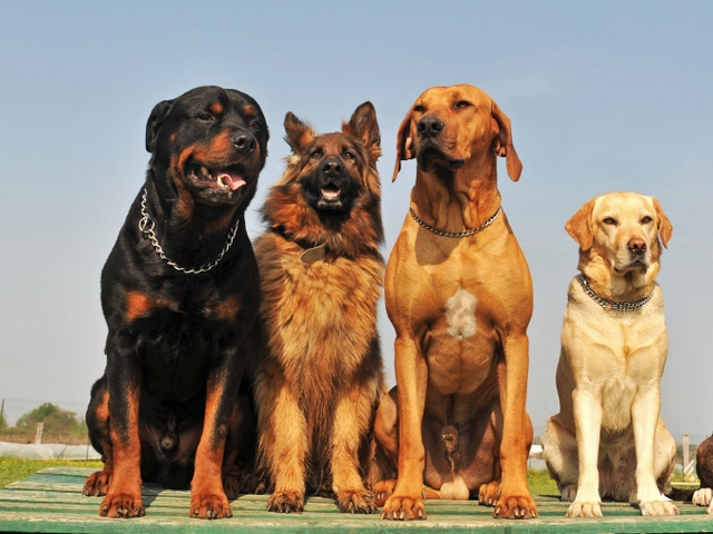 Крупные породы собак в Химках | ЗооТом портал о животных